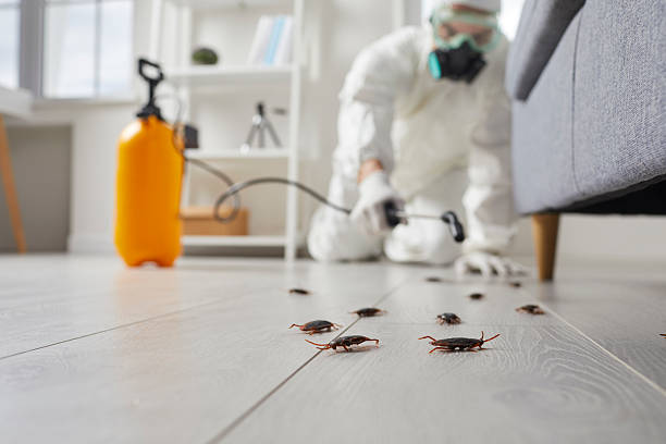 Commercial Kitchen Cockroach Control in Chippewa Falls